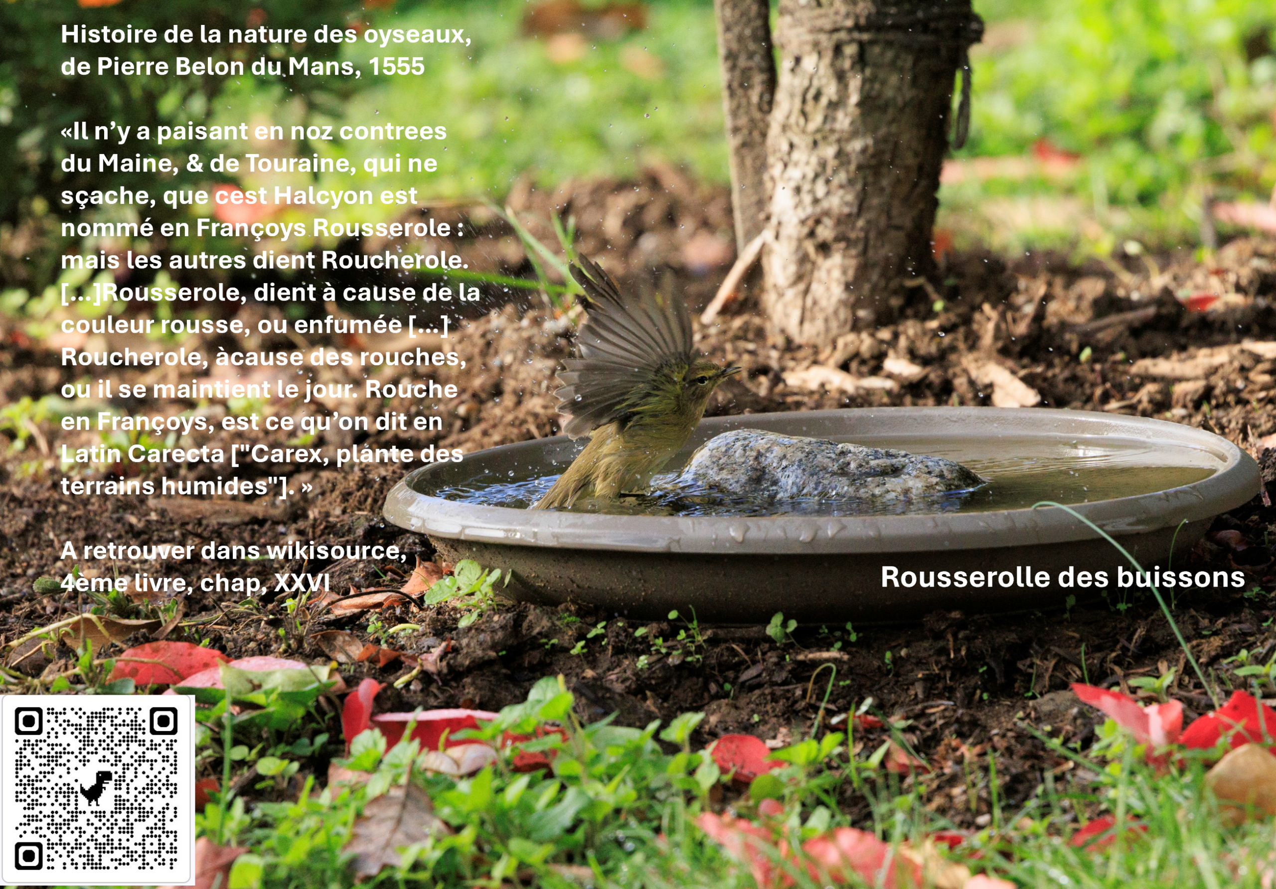 Août Rousserolle